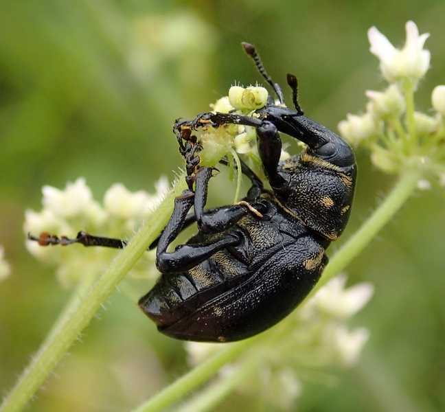 curculionidae - Liparus sp.